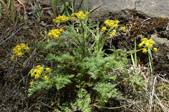 Lomatium hallii