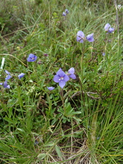 Veronica fruticans