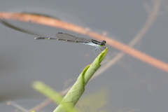Agriocnemis splendidissima