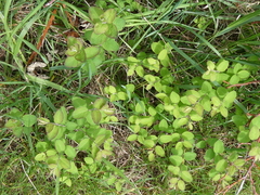 Symphoricarpos × chenaultii