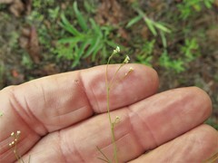 Spermolepis inermis