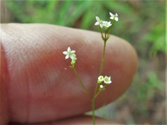 Spermolepis inermis
