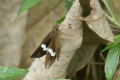 Notocrypta paralysos mangla