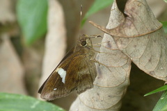 Notocrypta paralysos mangla