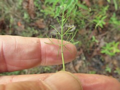 Spermolepis inermis