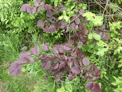 Corylus maxima