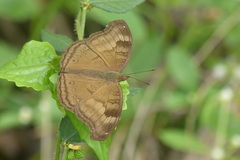 Junonia iphita iphita