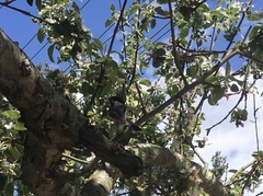 Poecile atricapillus