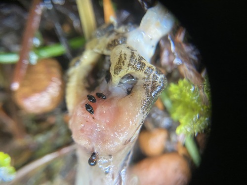 Proteinus basalis