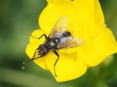 Rhinomorinia sarcophagina