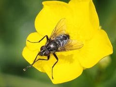 Rhinomorinia sarcophagina