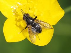 Rhinomorinia sarcophagina