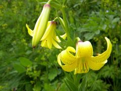 Lilium monadelphum