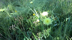 Urospermum dalechampii