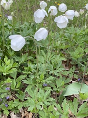 Anemonoides sylvestris