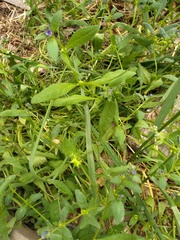 Asperugo procumbens
