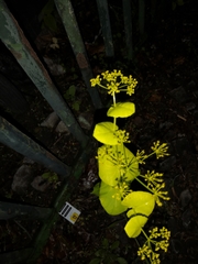 Smyrnium perfoliatum perfoliatum