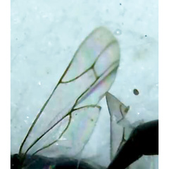 Auplopus mellipes variitarsus