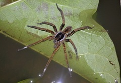 Ancylometes bogotensis