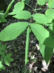 Argyrotaenia juglandana