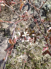 Amelanchier × lamarckii