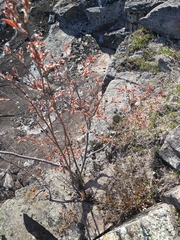 Amelanchier × lamarckii