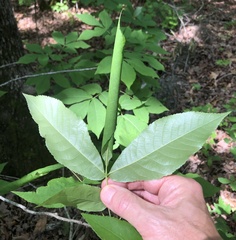 Argyrotaenia juglandana