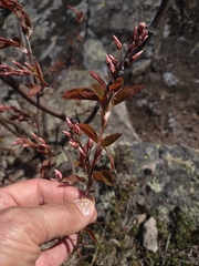 Amelanchier × lamarckii