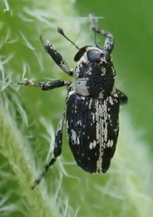 Cylindrocopturus quercus