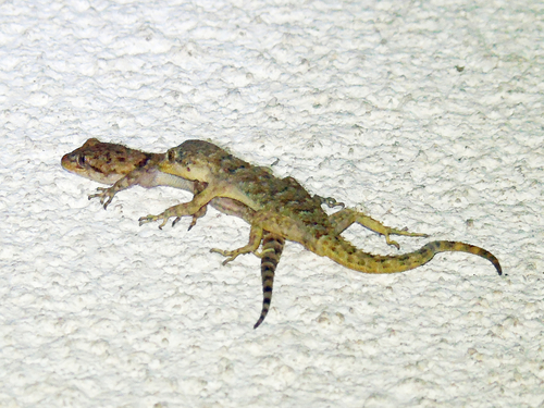 Kotschy's Gecko, photo 9 of 10