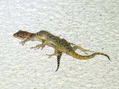 Mediodactylus kotschyi skopjensis