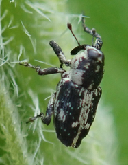 Cylindrocopturus quercus