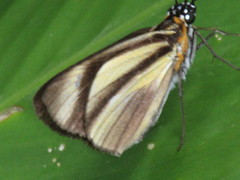 Vettius phyllus