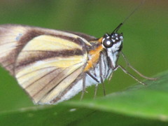 Vettius phyllus