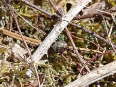 Rhacognathus punctatus