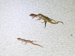 Mediodactylus kotschyi skopjensis