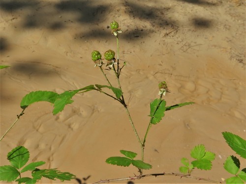 Savannah Dewberry (Rubus ictus)