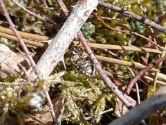 Rhacognathus punctatus