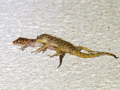 Mediodactylus kotschyi skopjensis