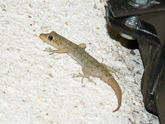 Mediodactylus kotschyi