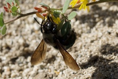 Xylocopa californica californica