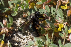 Xylocopa californica californica
