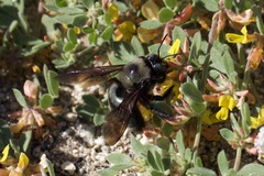 Xylocopa californica californica