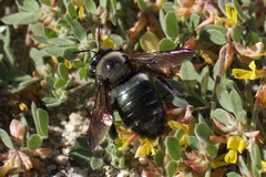 Xylocopa californica californica