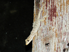 Mediodactylus kotschyi