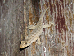 Mediodactylus kotschyi
