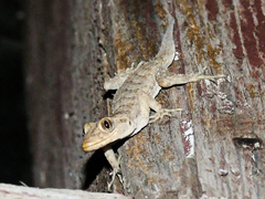 Mediodactylus kotschyi