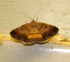 Plecopterodes moderata