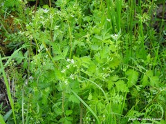 Chaerophyllum nodosum