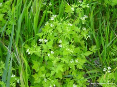 Chaerophyllum nodosum